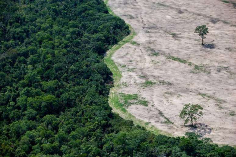 O desmatamento na Amazônia teve alta de 92% em maio de 2025, em relação ao mesmo mês no ano passado.