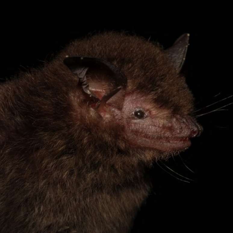 Myotis guarani &eacute; o nome cient&iacute;fico escolhido para uma nova esp&eacute;cie de morcego descoberta. Animais t&ecirc;m cerca de seis gramas.