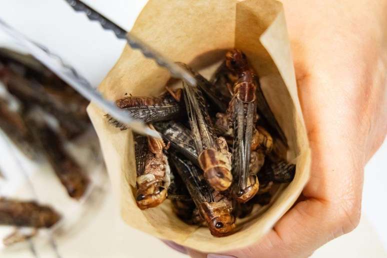Mexican cuisine used insects in some dishes Mexican cuisine used insects in some dishes