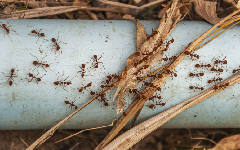 Three tricks to say goodbye to ants in the kitchen