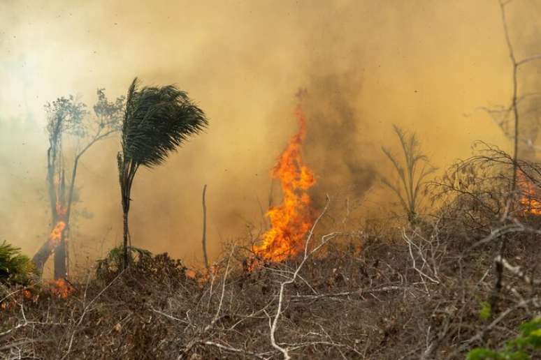 Governo federal comunicou uma alta de 92% do desmatamento na Amazônia em maio.