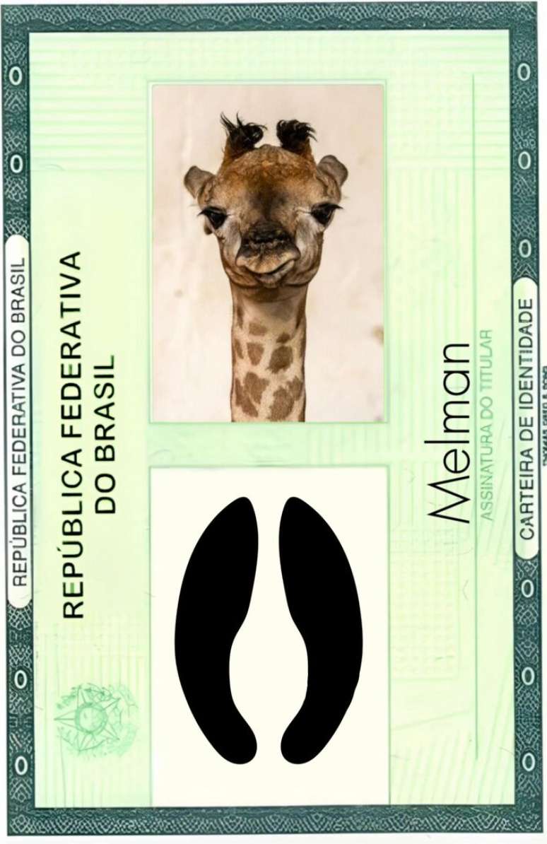 Girafa do zoo de SP ganha RG