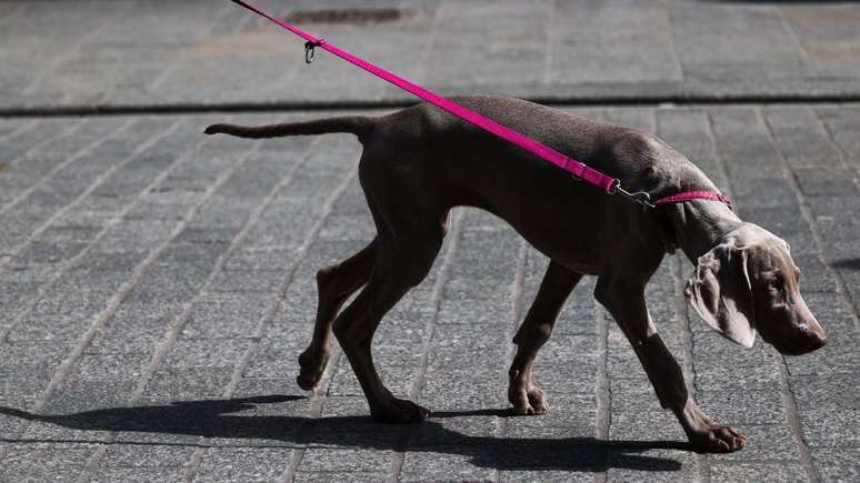 Posse de cães é desencorajada, e o transporte em veículos também foi proibido em várias cidades