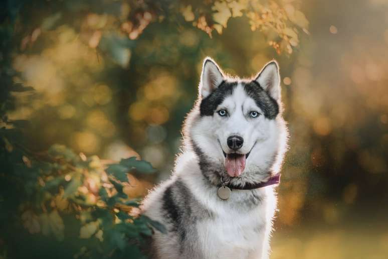 12 names of strong dogs 12 names of strong dogs