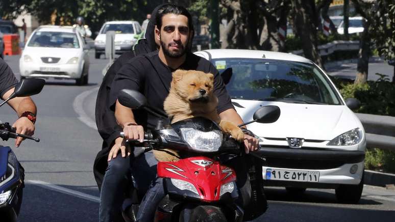 O transporte de cães em veículos também é proibido