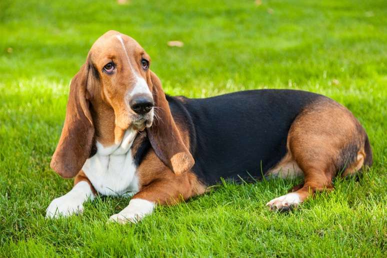 Cachorro da raça Basset Hound deitado na grama