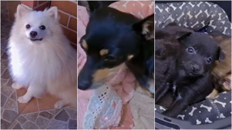  Pinscher e Lulu da Pomerânia tiveram filhotes e viralizaram em rede social