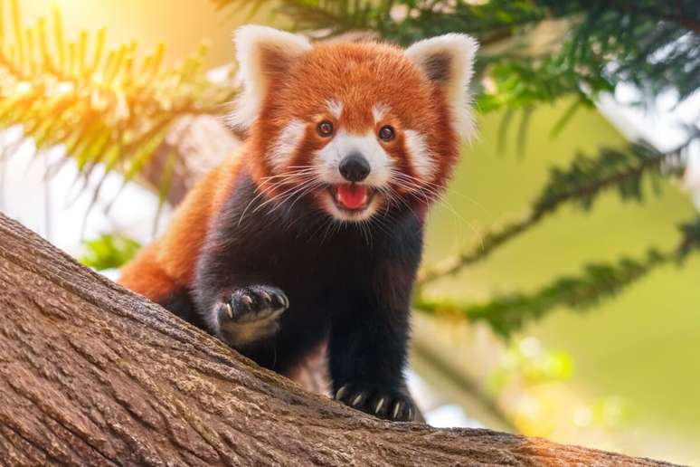 8 Incredible curiosities about the red panda