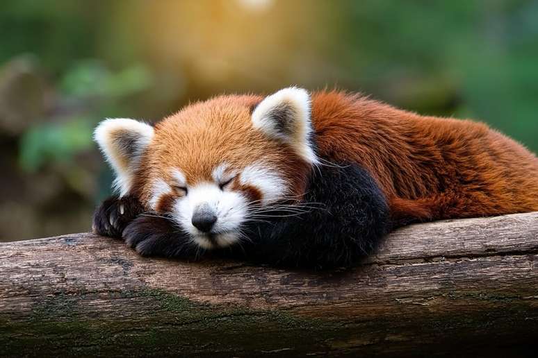 Panda Rossi prefer to rest in high and shaded places during the day 
