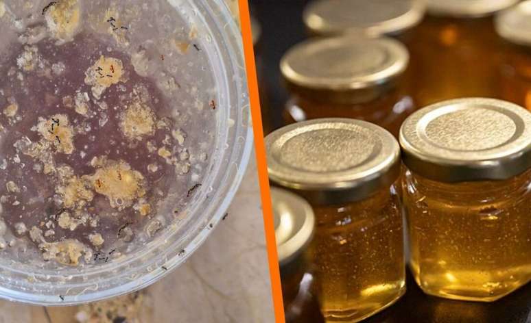 Directo al Paladar/Reprodução