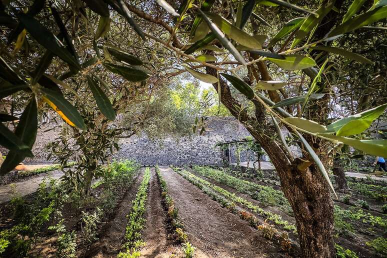 Revitalização incluiu o plantio de espécies botânicas documentadas na época romana