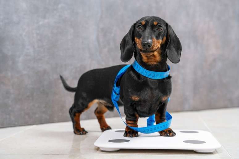 In the cold, due to the reduction of physical activities, the animal can increase in weight In the cold, due to the reduction of physical activities, the animal can increase in weight