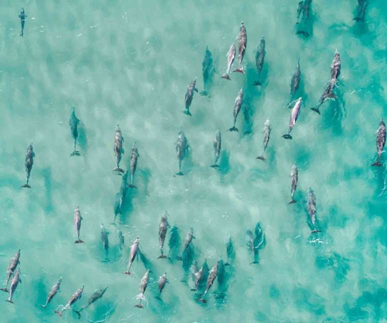 Golfinhos nadando juntos em uma foto aérea