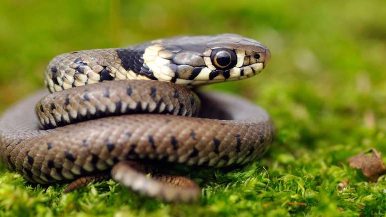 5 smells that will push snakes from your courtyard