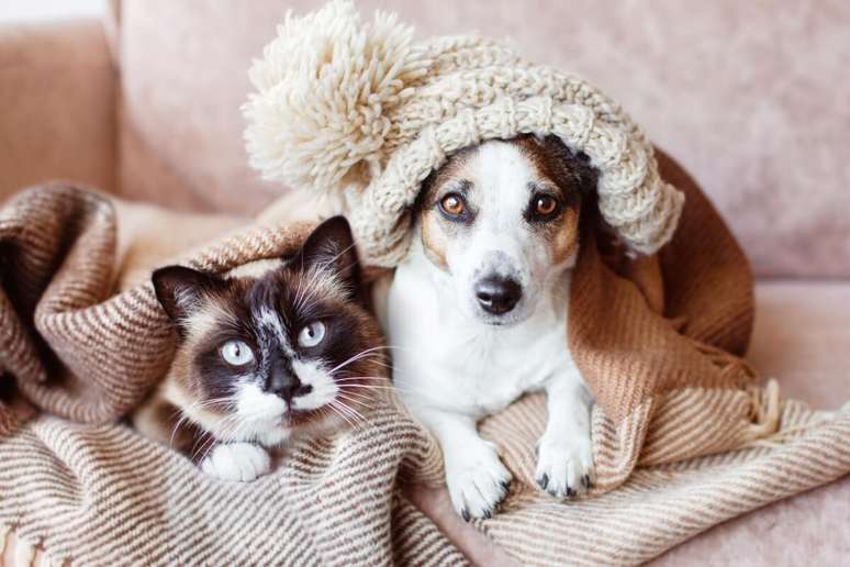 8 impacts of the cold on the health of dogs and cats
