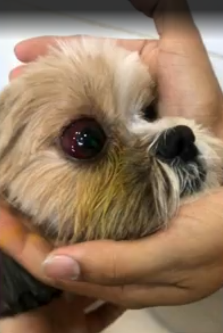 Cachorra &eacute; agredida durante tosa em pet shop e fica com les&atilde;o no olho