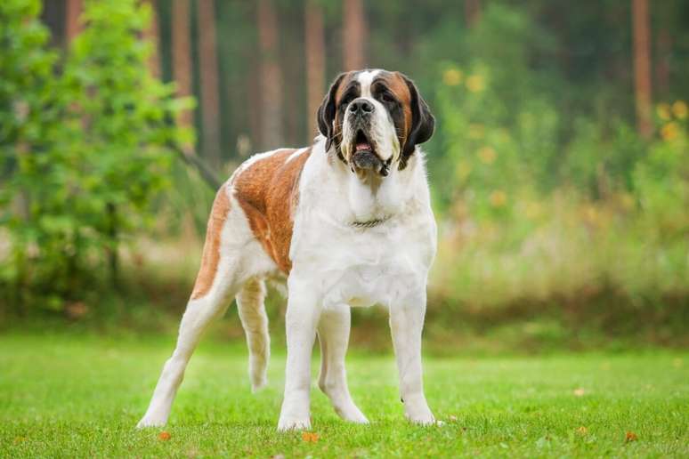 San Bernardo is a kind giant, with a peaceful and protective temperament 