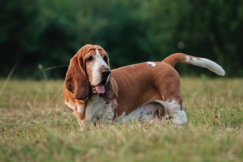 Basset Hound is affectionate, quiet and loves long rest periods 