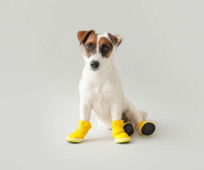 &Eacute; preciso muito cuidado antes de colocar o c&atilde;o para usar sapatinhos &ndash;