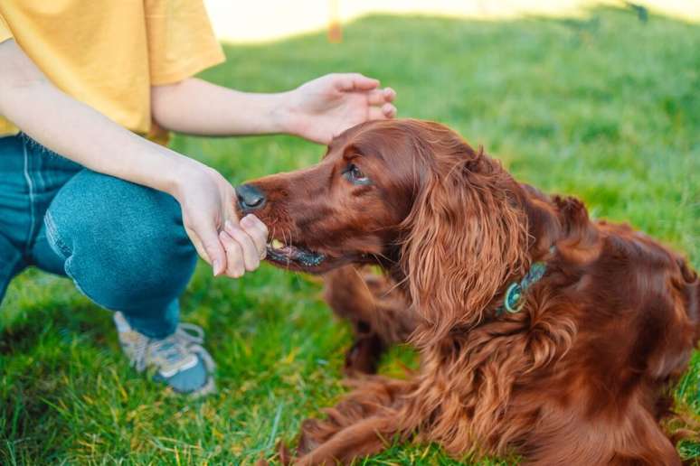 O setter irlandês precisa de uma dieta nutritiva para manter o seu porte 