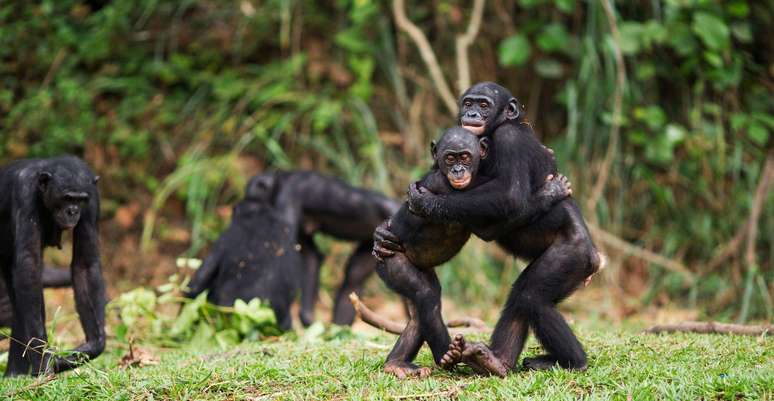 As fêmeas dos bonobos acasalam com vários machos para confundir a paternidade e prevenir o infanticídio