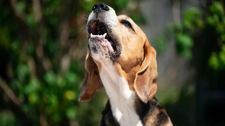 Dog stress: Learn to identify the problem
