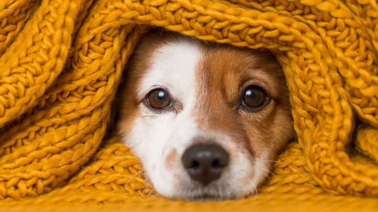 Respiratory diseases in winter: learn to protect pets