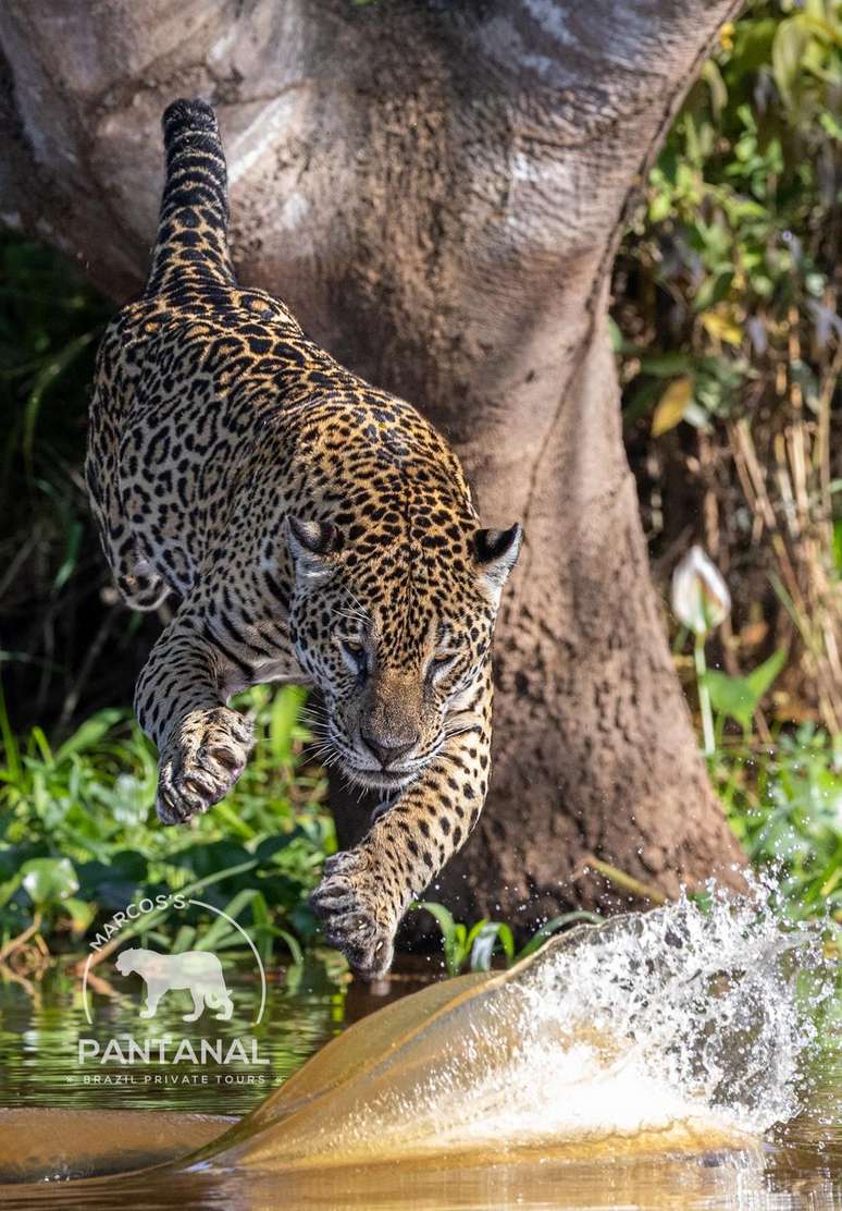 Medrosa atacou o jacaré, mas não ficou com o jantar