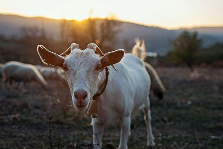 8 interesting curiosities about goats