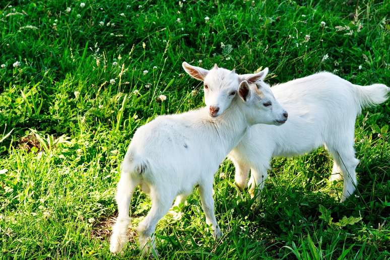 Living with other animals is essential for the emotional well -being of goats Living with other animals is essential for the emotional well -being of goats