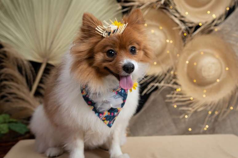 A fantasia de festa junina deve ser confort&aacute;vel para o animal 