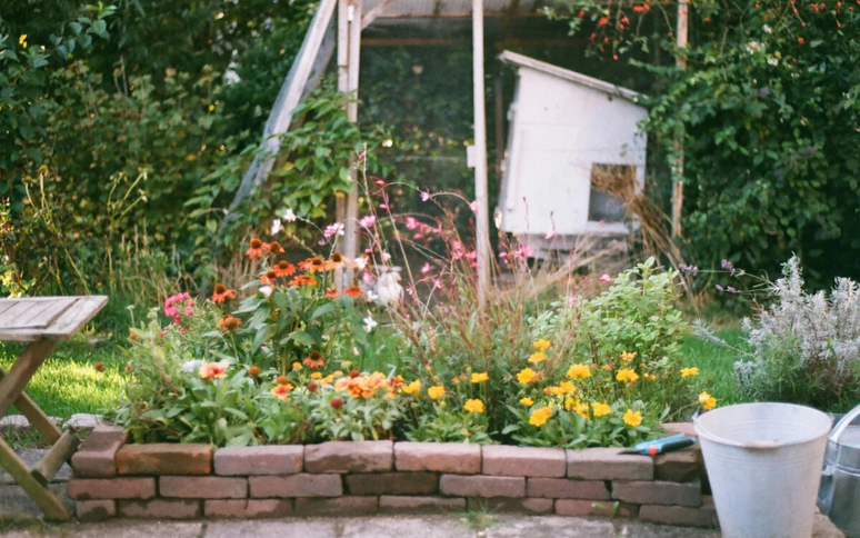 These are the best plants to reject flies. They hate their smell