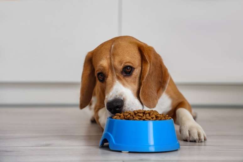 A transição alimentar dos pets é importante para evitar reações gastrointestinais