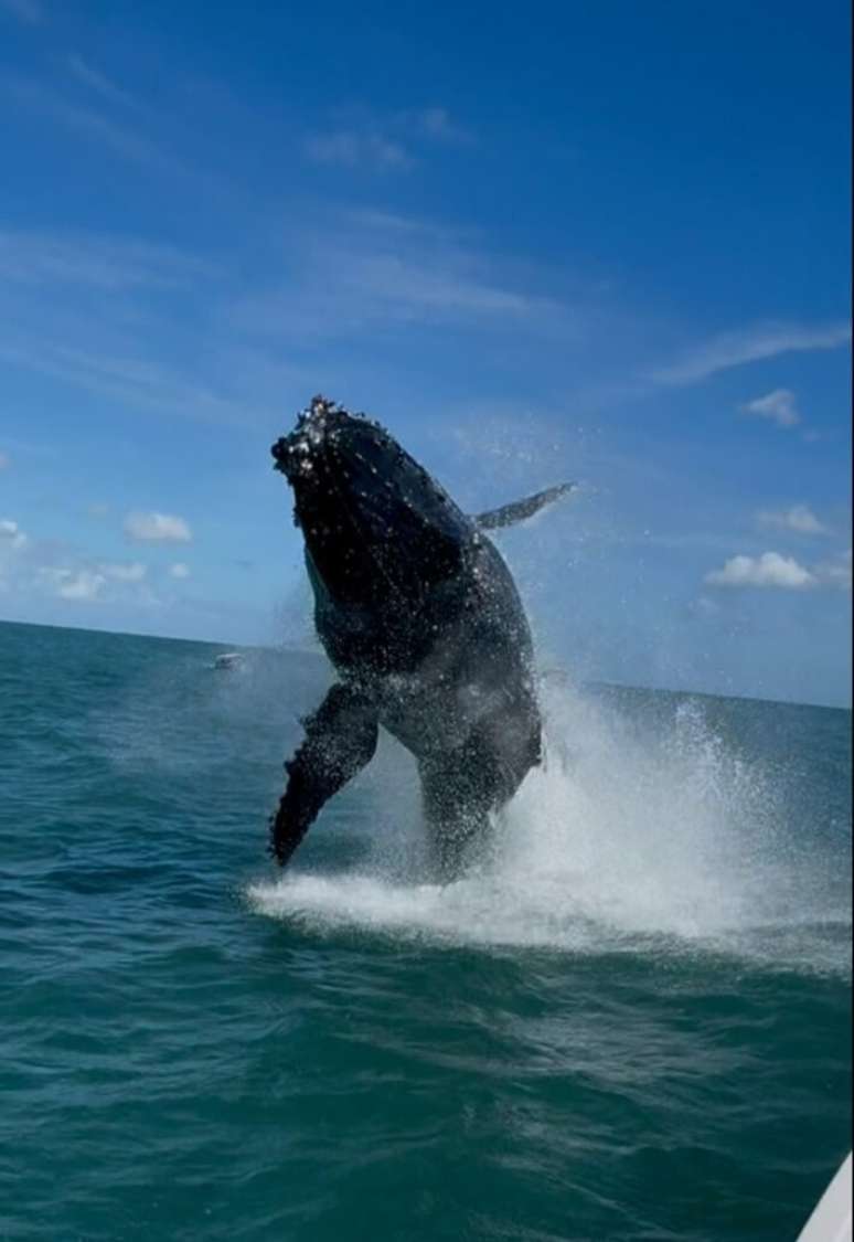 Biólogo capta registro impressionante de salto de baleia no litoral norte de SP.