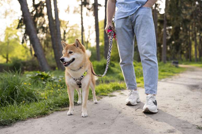 Cidade da Espanha aplica multa rigorosa para tutores de cães que não limparem fezes e urina das ruas