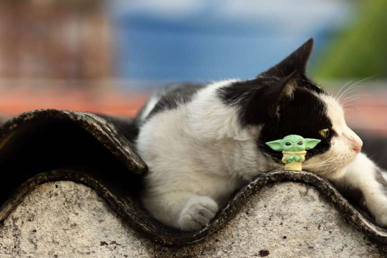 Yoda é o nome perfeito para gatos calmos e que transmitem sabedoria 