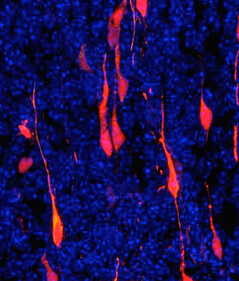 Imagem capturada por Garcez mostra neurônios imaturos(destacados em vermelho) em crescimento durante o desenvolvimento embrionário
