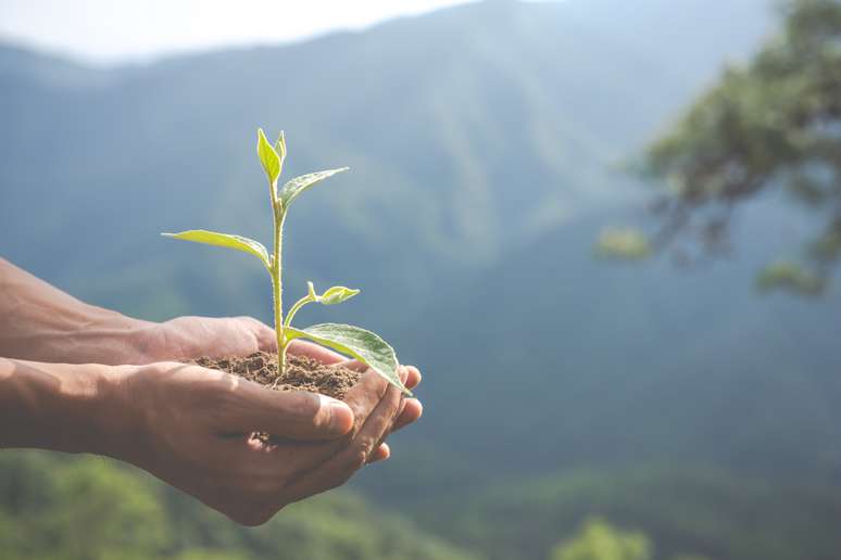 Imagem mostra mãos de uma pessoa segurando uma muda de planta. 