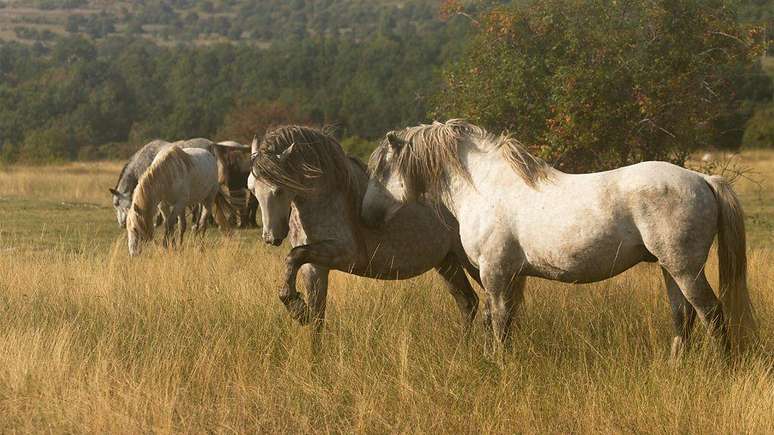 O turismo ajudou os cavalos selvagens de Livno, na Bósnia e Herzegovina, a sobreviverem, da mesma forma que a própria cidade