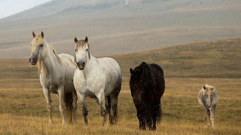 Antes considerados incômodos, grupos de cavalos semisselvagens correm pelos campos da Bósnia e Herzegovina, atraindo os turistas