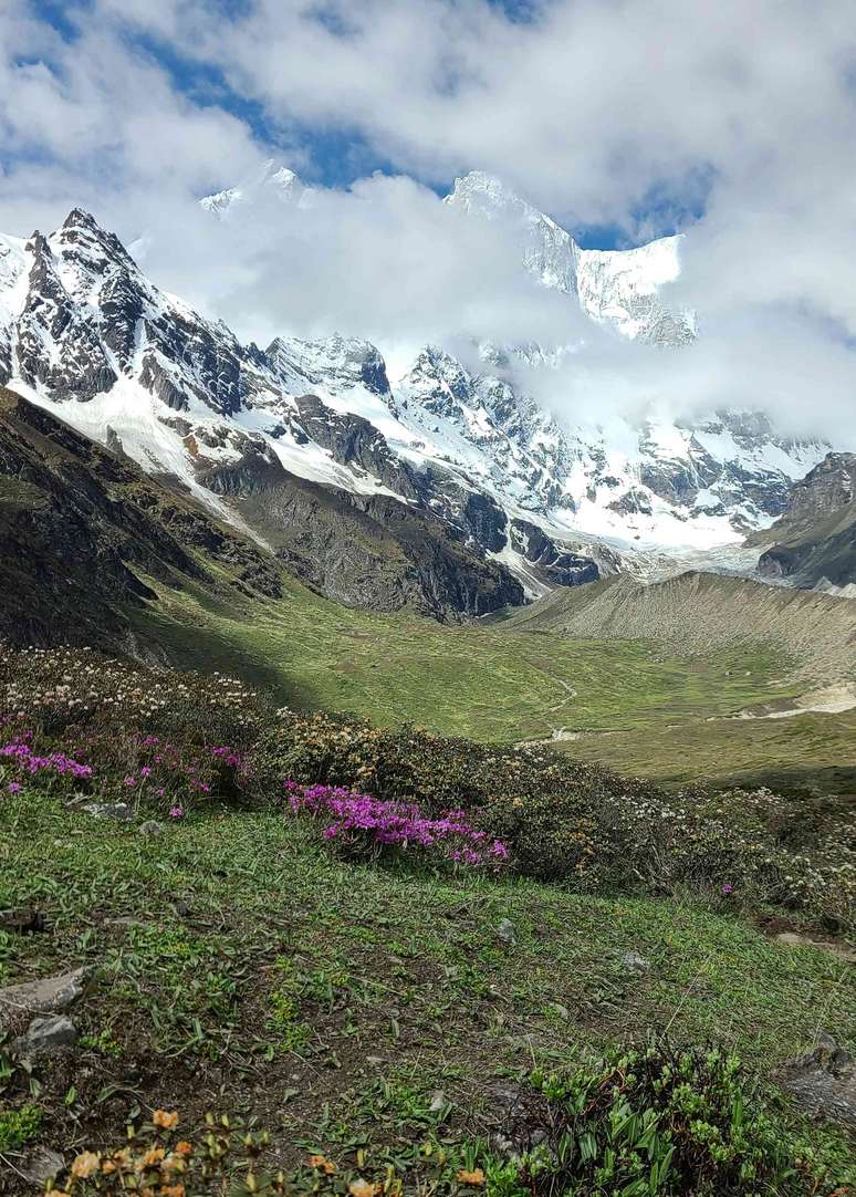 Flores coloridas em um vale montanhoso com vista para os picos nevados.