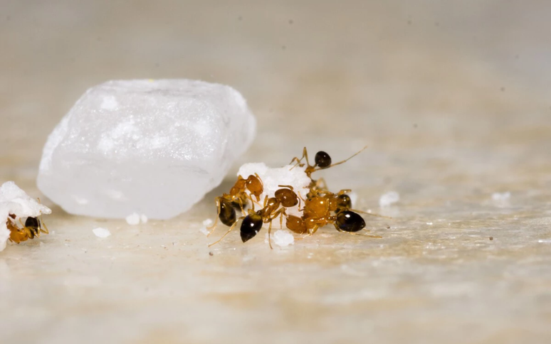 11 natural remedies to get rid of ants in the kitchen without using insecticides