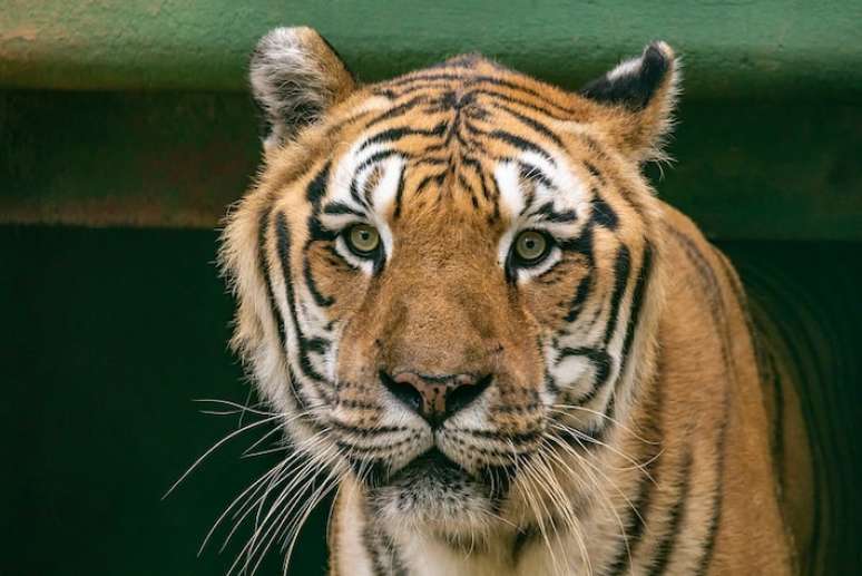 Cada tigre-de-bengala possui um padrão único de listras