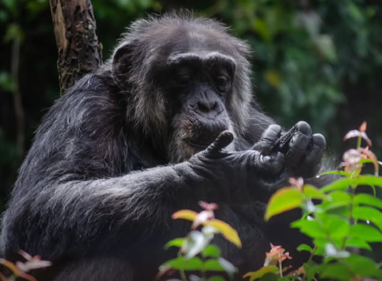 Sena, chimpanzé mais idoso do Brasil, morre aos 67 anos em zoológico de Recife