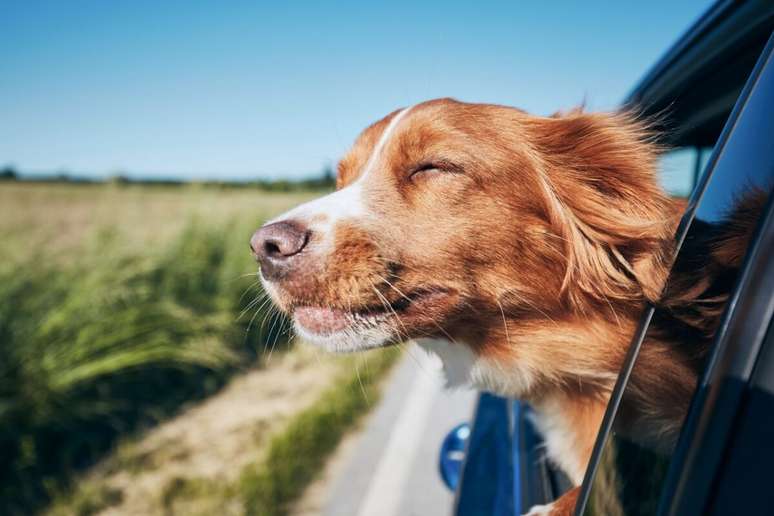 O tremor em cães também pode ser fruto das náuseas, ocasionadas, muitas vezes, por viagens de carro 