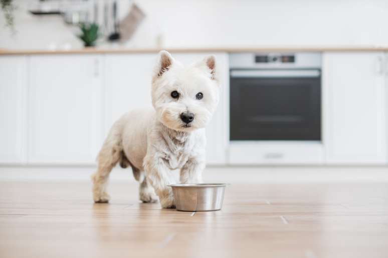 To keep the dog White Terrier West Highland West healthy, it is essential to avoid excesses and take care of nutrition To keep the dog White Terrier West Highland West healthy, it is essential to avoid excesses and take care of nutrition