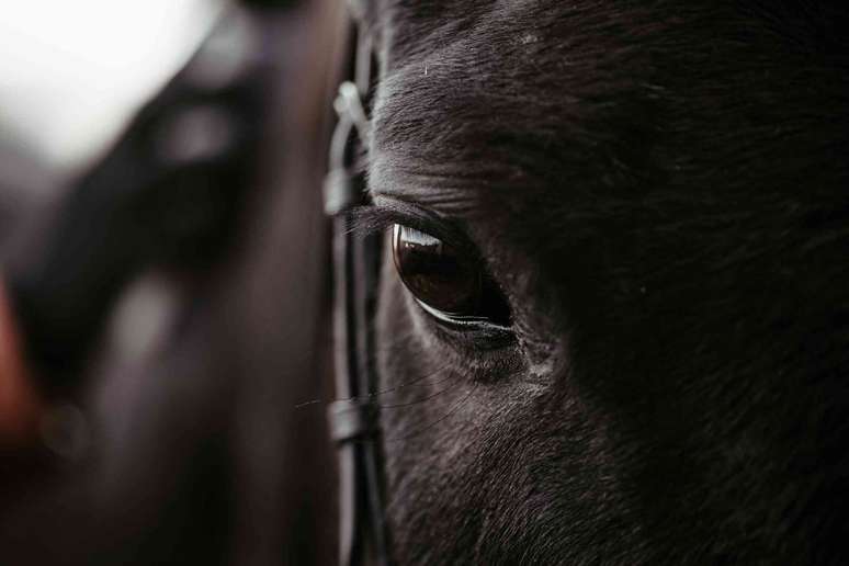 Os cavalos têm muitos músculos faciais, como os primatas. Serhii Hromov/Shutterstock