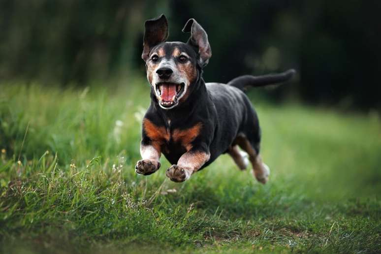6 fundamental treatments with elderly animals