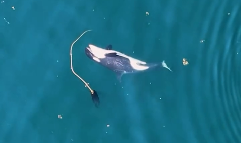 Centro de pesquisa registra pela primeira vez orcas usando algas para "se coçar"