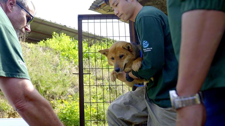 Algumas organiza&ccedil;&otilde;es de resgate optaram por enviar c&atilde;es para pa&iacute;ses como Canad&aacute;, Reino Unido e EUA